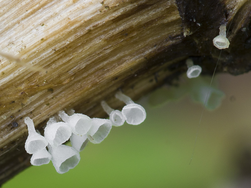 Calyptella capula